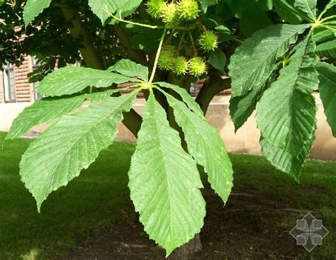 栗子樹葉|栗子(栗屬植物):形態特徵,生長習性,分布情況,品種,栽培技術,園地。